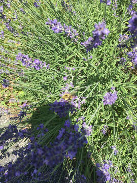 Image of Two-spotted Bumblebee