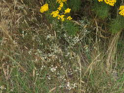 Sivun Helichrysum indicum (L.) Grierson kuva