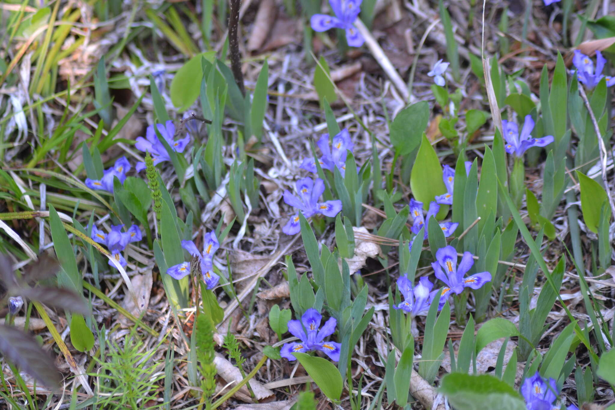 Plancia ëd Iris lacustris Nutt.