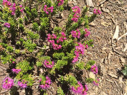 Image of purple mountainheath