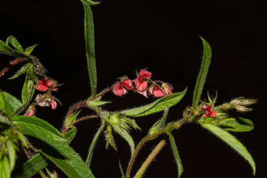 Imagem de Indigofera erythrogramma Baker