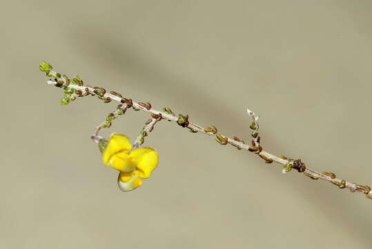 Image of Aspalathus microphylla DC.