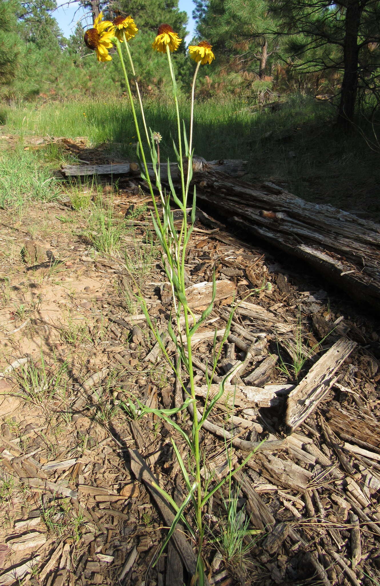 Image of Arizona Sneezeweed