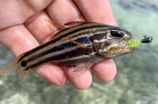 Image of Cook's cardinalfish