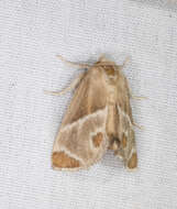 Image of Shagreened Slug Moth