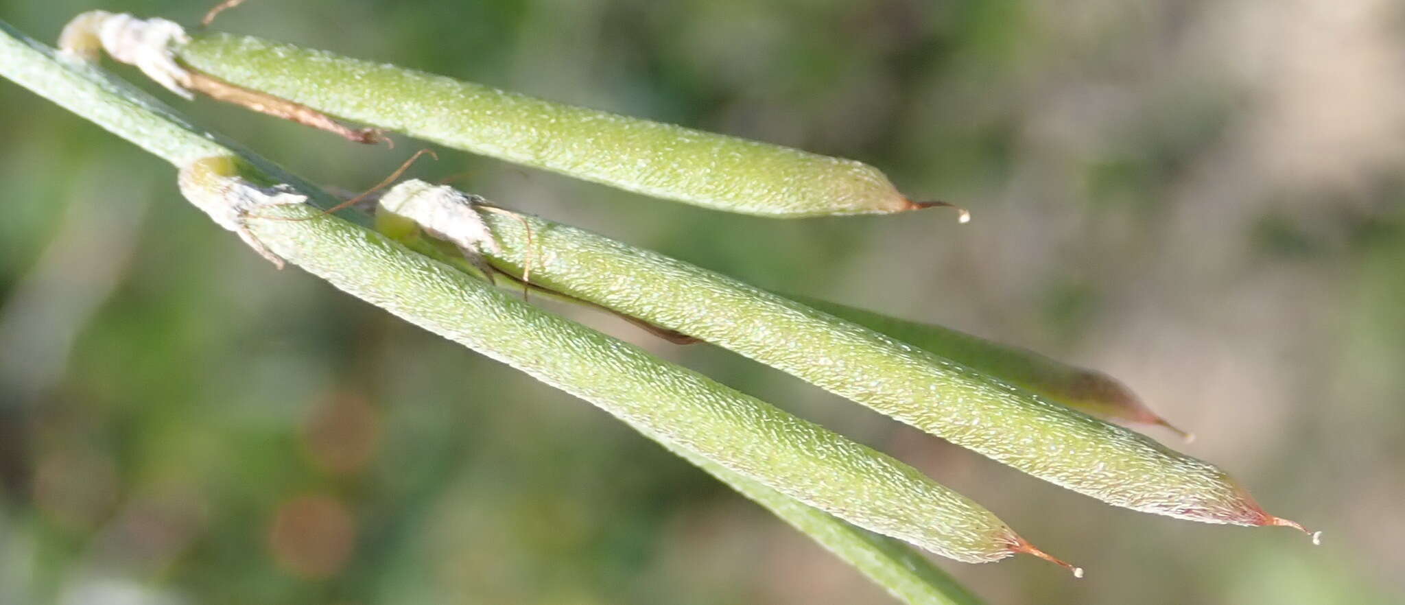 Слика од Indigofera candicans Aiton