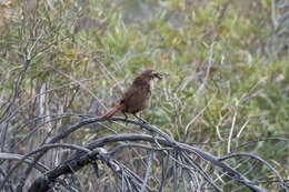 Imagem de Scelorchilus albicollis albicollis (Kittlitz 1830)