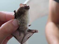 Image of Common Woolly Bat