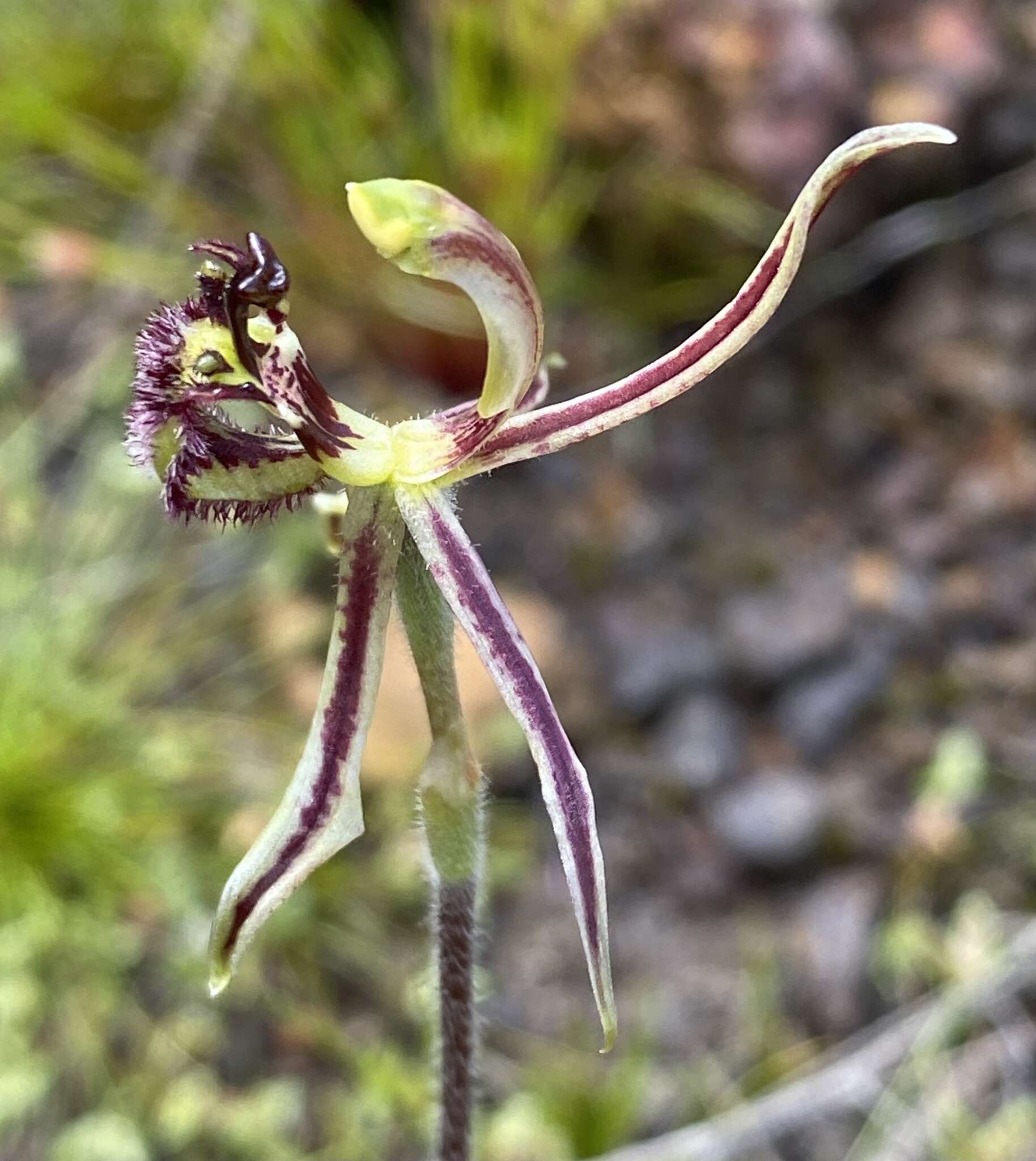 Image of Common dragon orchid