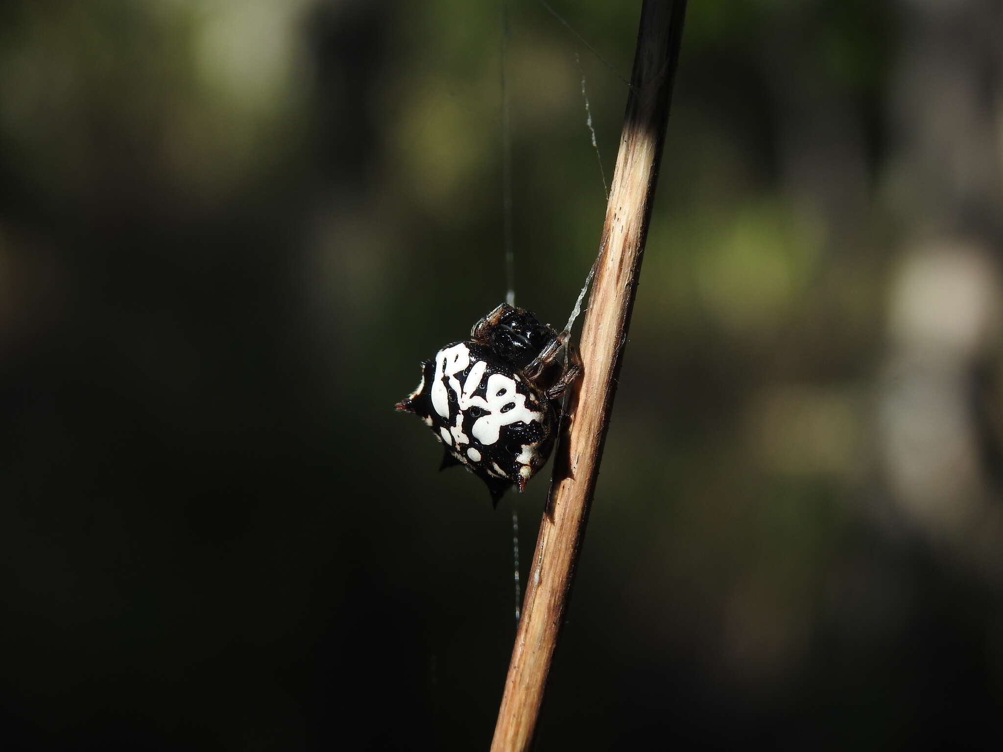 Image of Spiny orb-weavers