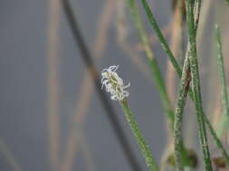 Image of Chinese water chestnut