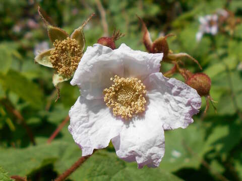 Image of American bramble