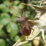 Image of Coreus