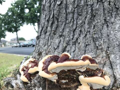 Ganoderma polychromum (Copel.) Murrill 1908的圖片