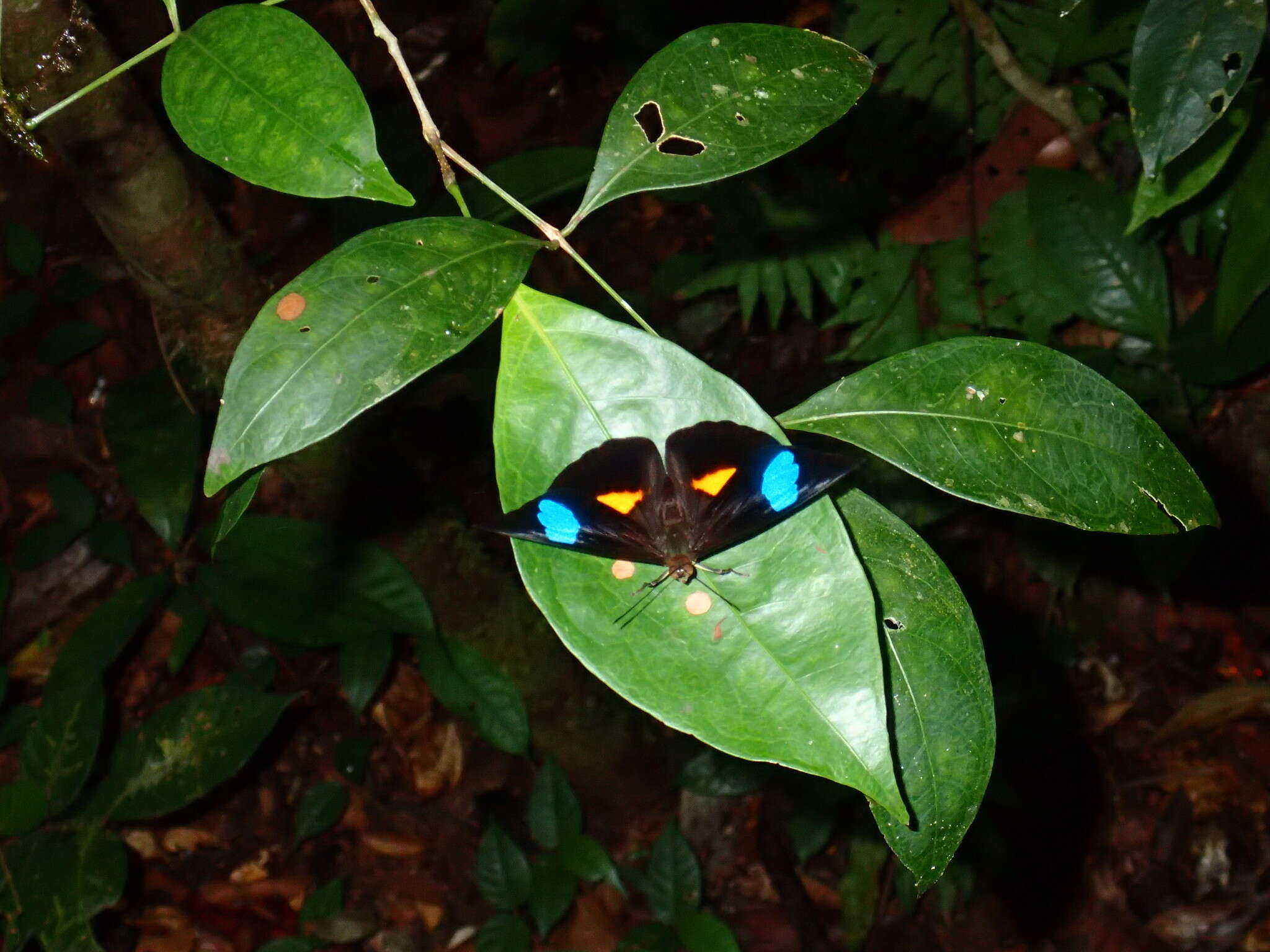 Imagem de Nessaea batesii Felder 1860