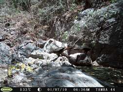 Image of Crested Guan