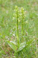 Слика од Platanthera chlorantha (Custer) Rchb.