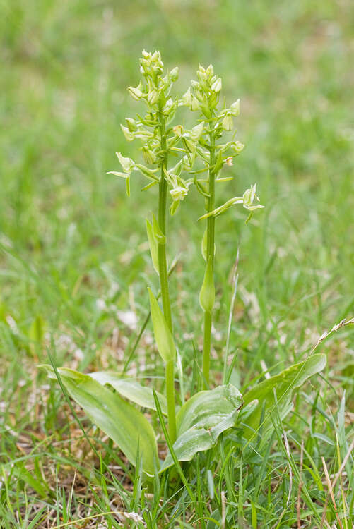 Слика од Platanthera chlorantha (Custer) Rchb.