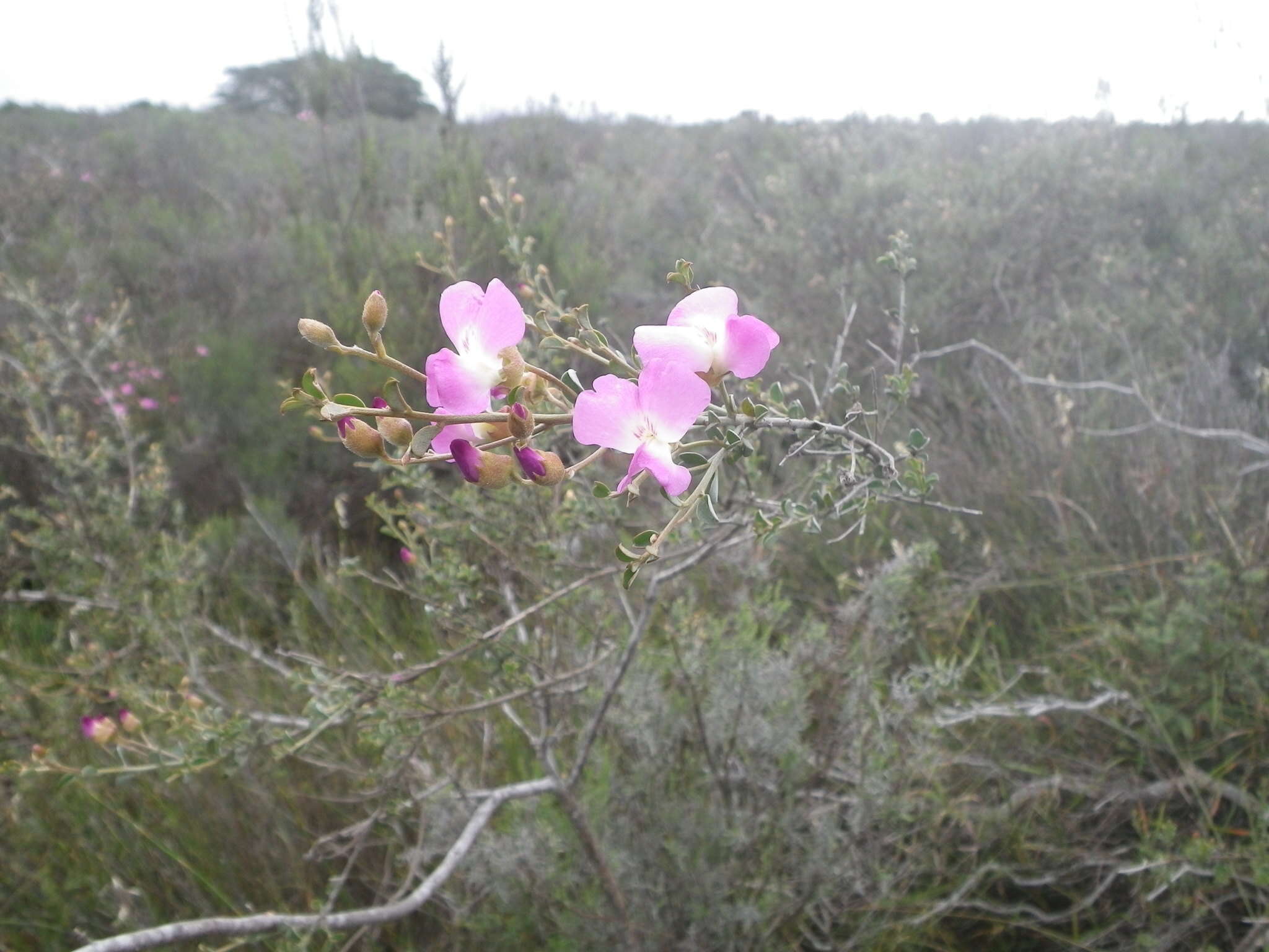 Plancia ëd Podalyria microphylla E. Mey.