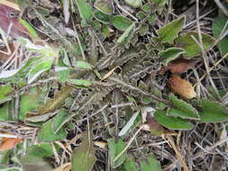 Image of Sonchus novae-zelandiae (Hook. fil.) Benth. & Hook. fil.