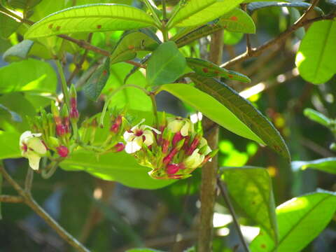 Temnadenia odorifera (Vell.) J. F. Morales的圖片