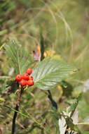 Image of Hedlundia armeniaca