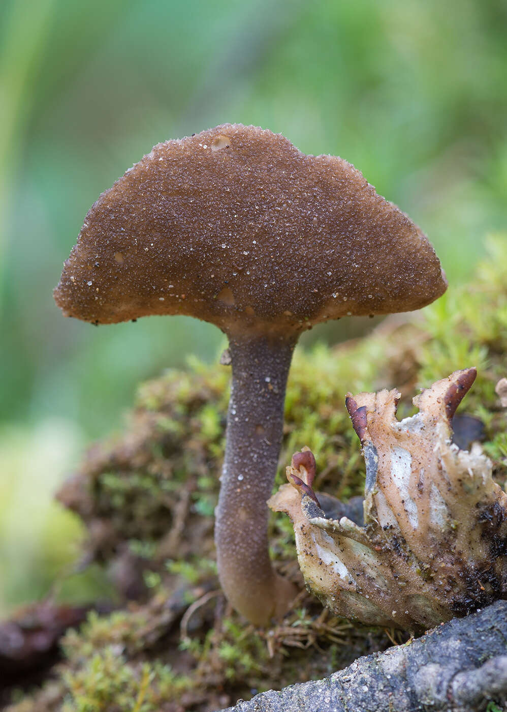 Image de Helvella macropus (Pers.) P. Karst. 1871