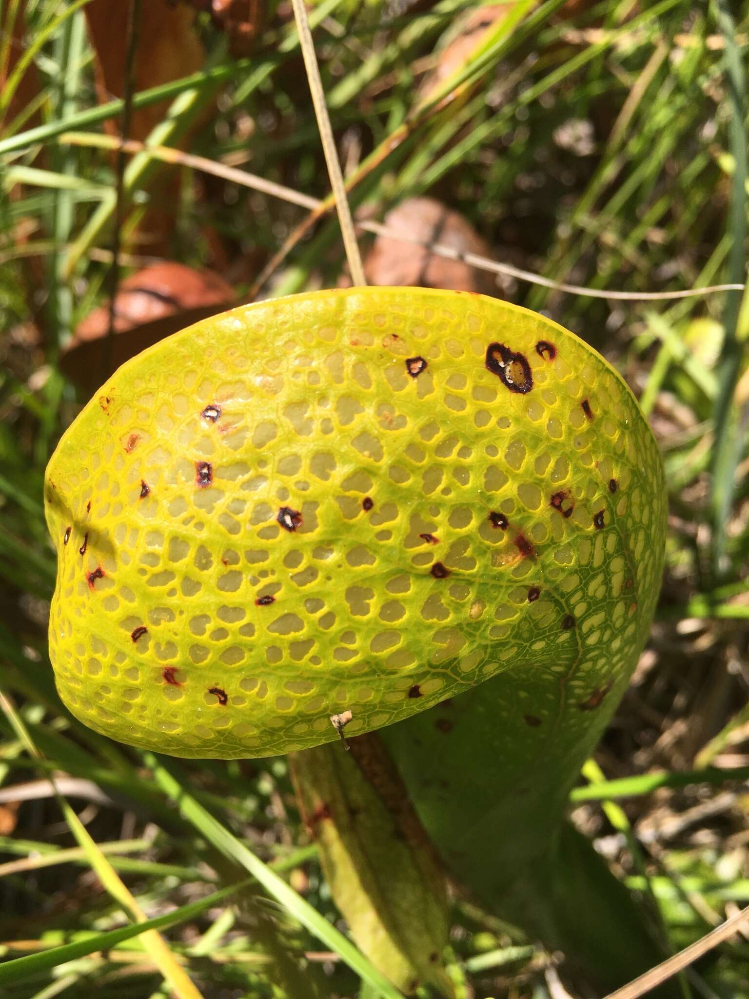 Image of California Pitcher Plant