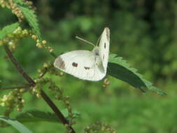 Image of small white