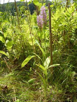 Image of Lesser purple fringed orchid