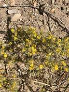 Image of manybristle chinchweed