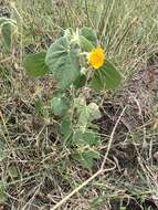 Image of Abutilon guineense (Schumach.) E. G. Baker & Exell