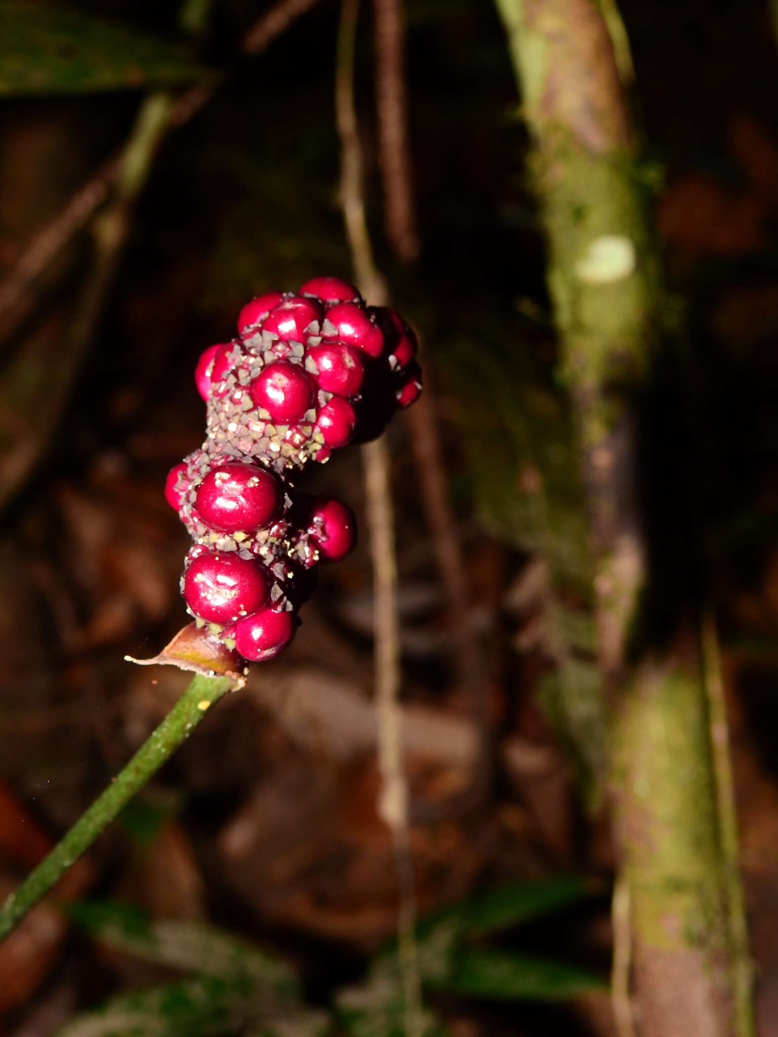 Image of Anthurium thrinax Madison