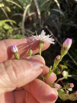 Слика од Symphyotrichum fontinale (Alexander) G. L. Nesom