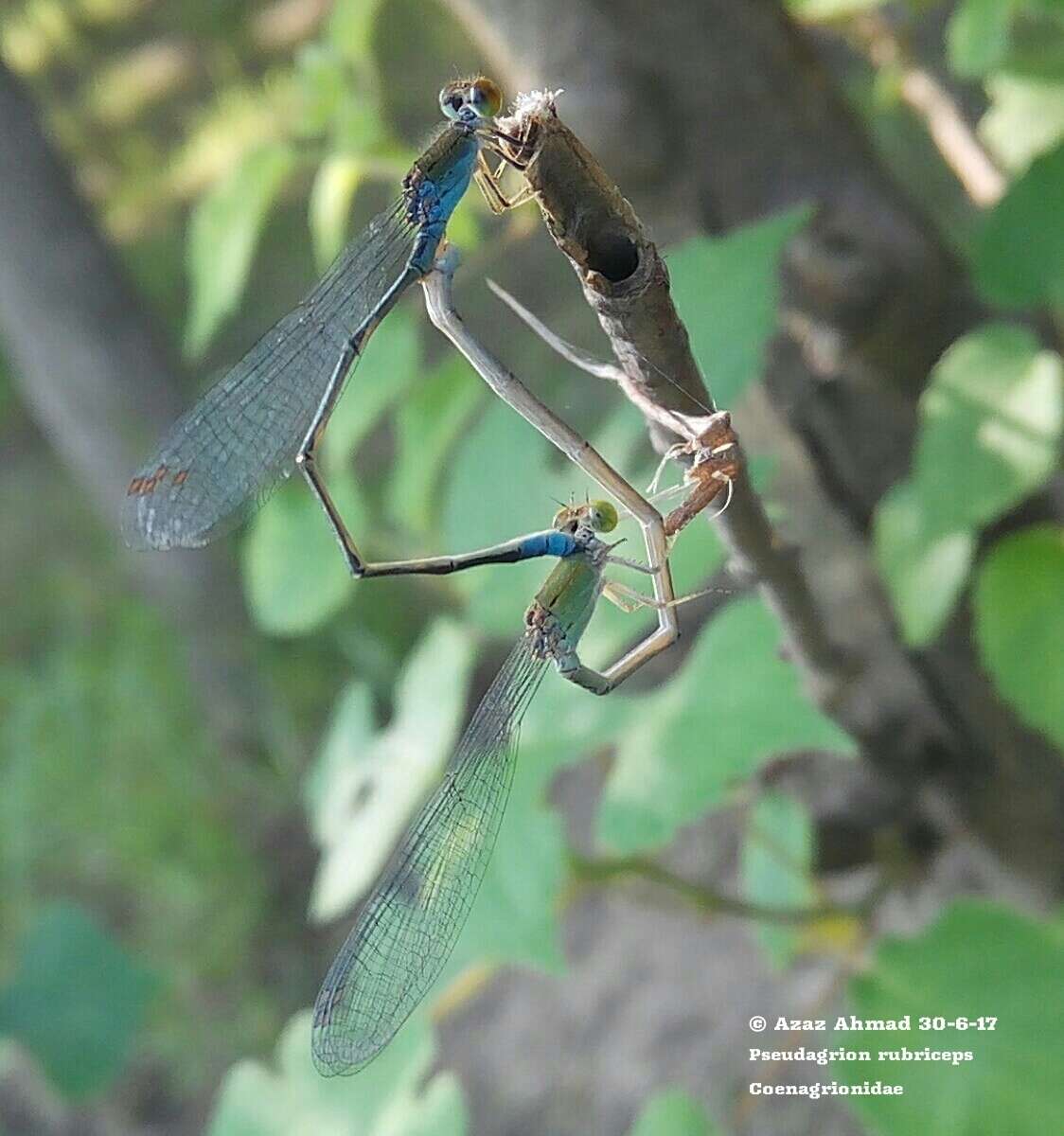 Image of Pseudagrion rubriceps Selys 1876