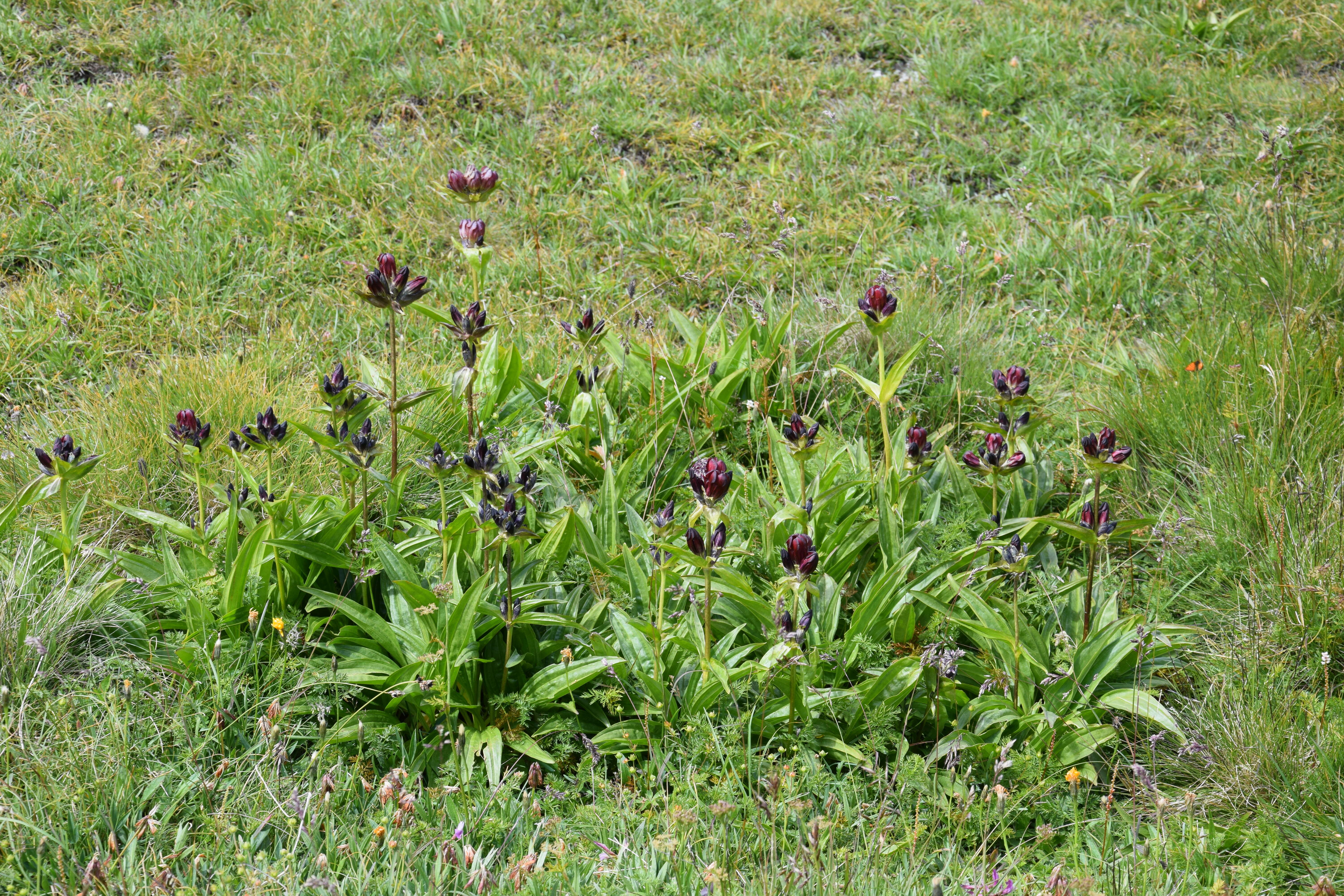 Image de Gentiane Pourpre