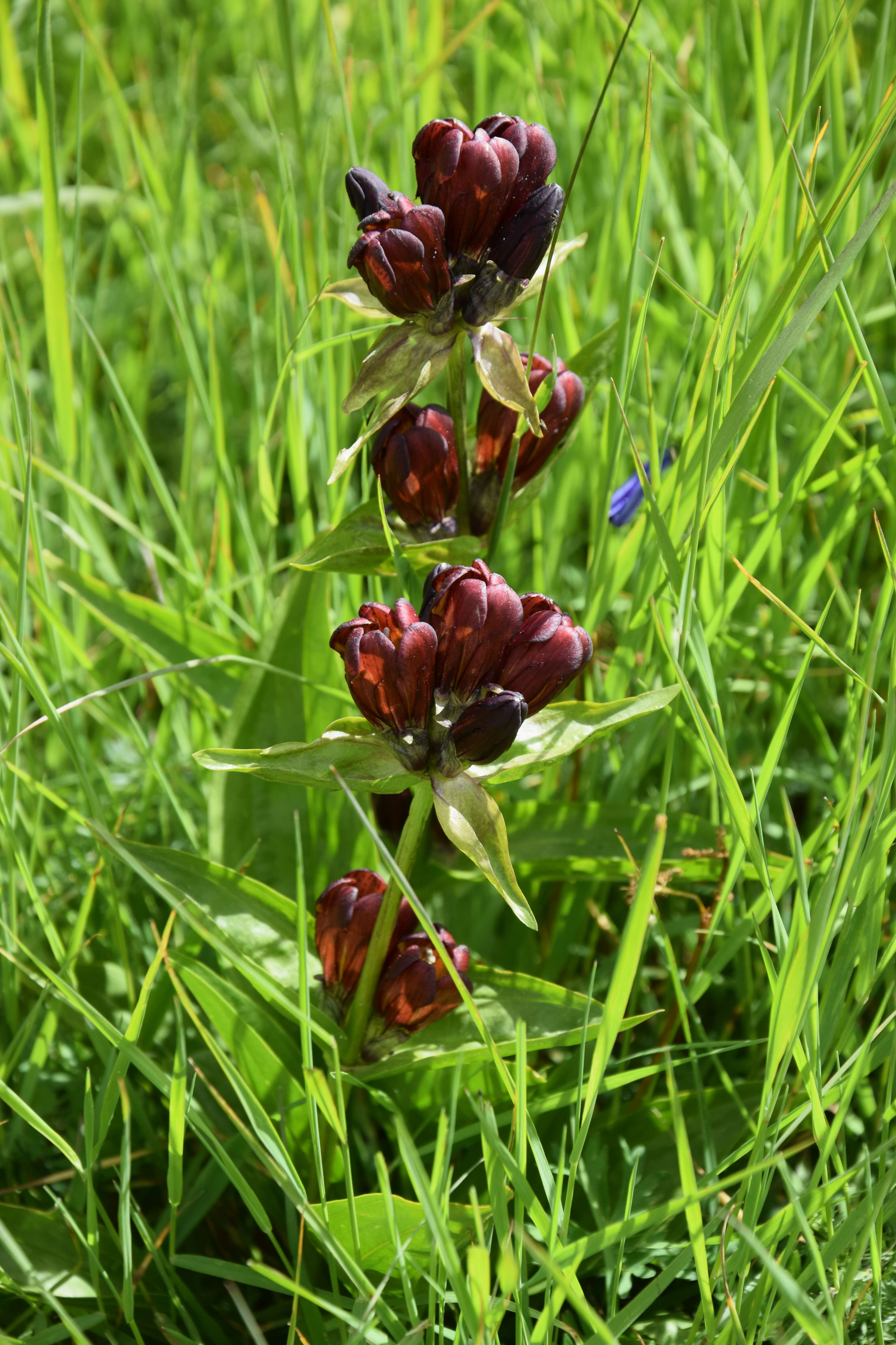 Image de Gentiane Pourpre