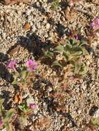 Image of eggleaf monkeyflower