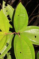 Image of Henriettea patrisiana DC.