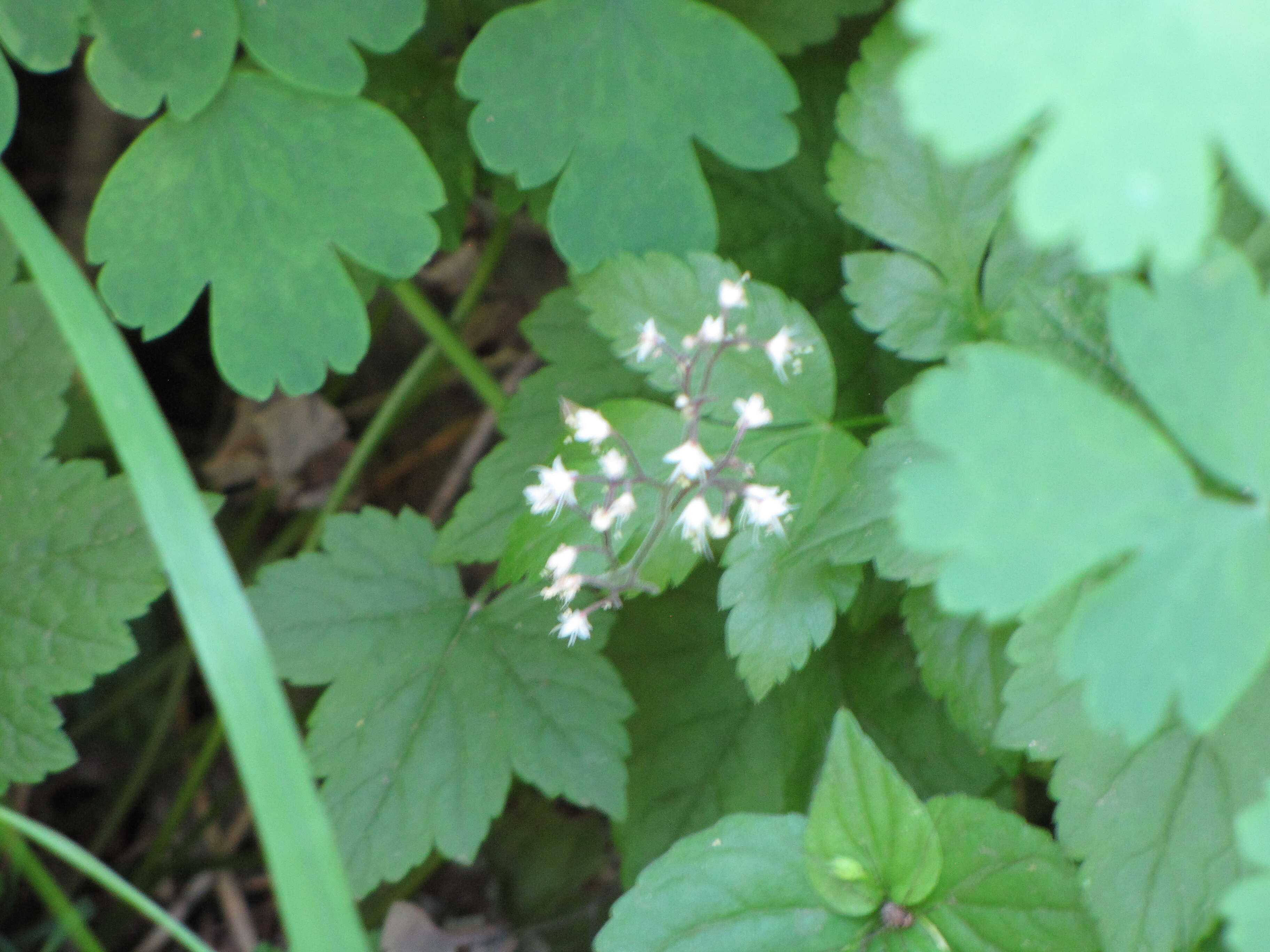 Image of threeleaf foamflower