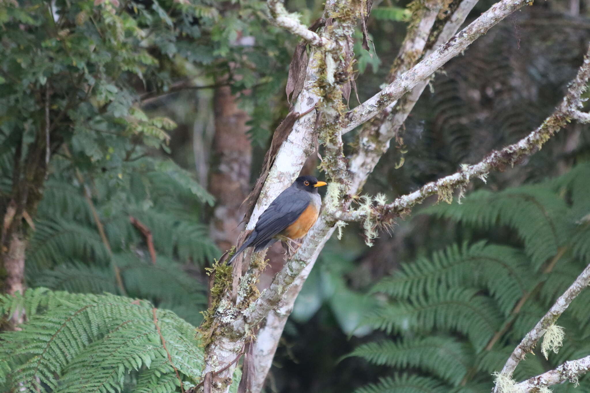 Image of Chestnut-bellied Thrush