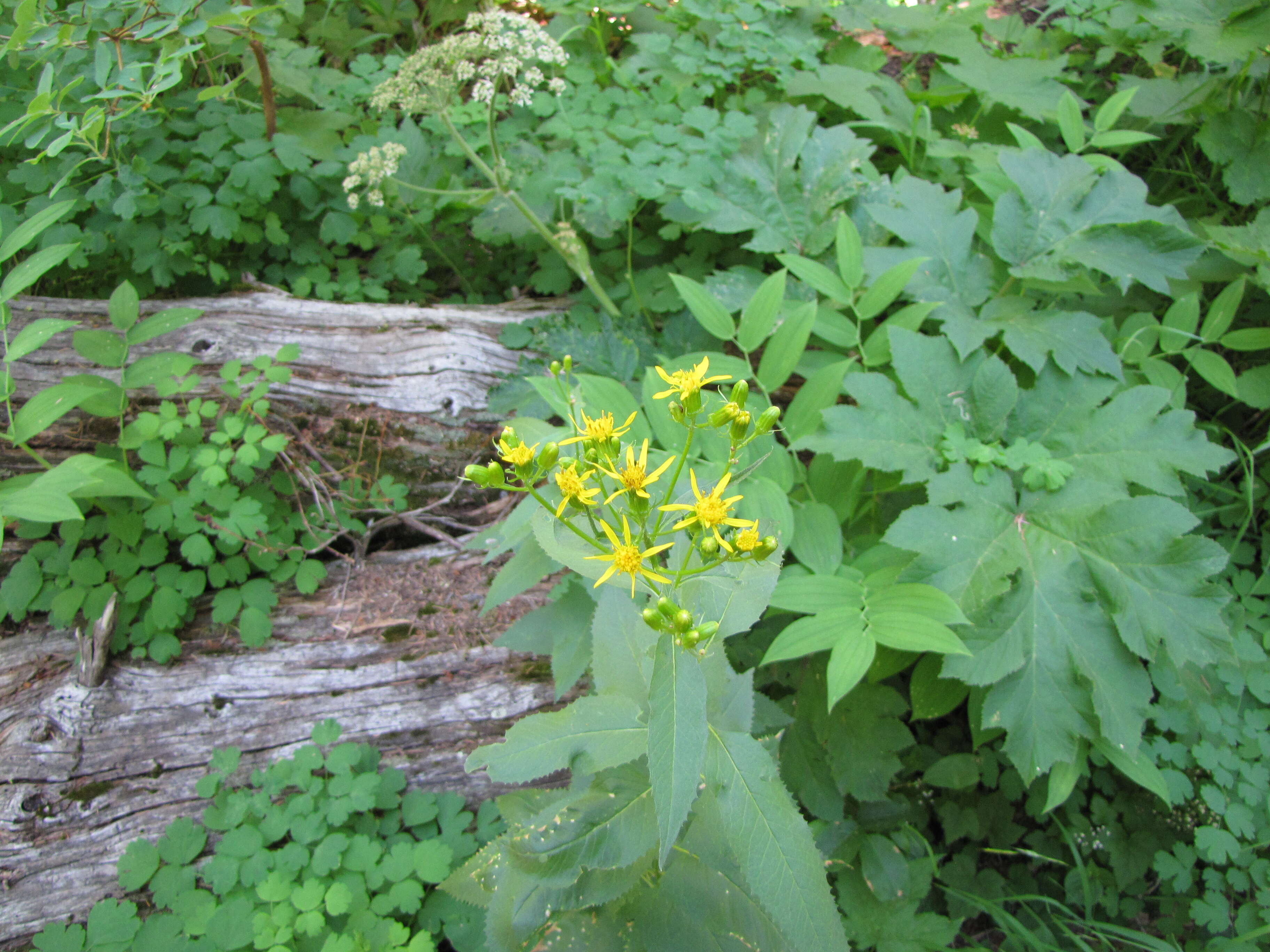 Imagem de Senecio triangularis Hook.