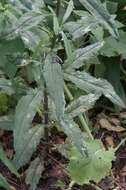 Image of Coastal Burnweed