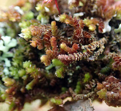 Image de Frullania squarrosula (Hook. fil. & Taylor) Gottsche, Lindenb. & Nees