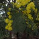 Acacia silvestris Tindale resmi