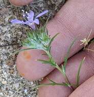 Image of desert woollystar