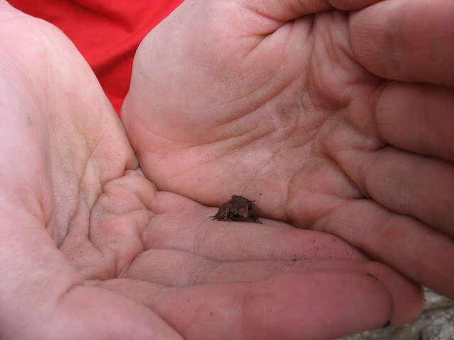 Image of Eleutherodactylus rogersi Goin 1955