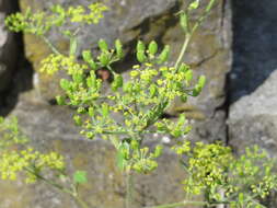 Image of wild parsnip