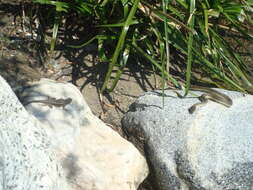 Image of Two-striped Garter Snake