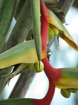 Image of Heliconia griggsiana L. B. Sm.